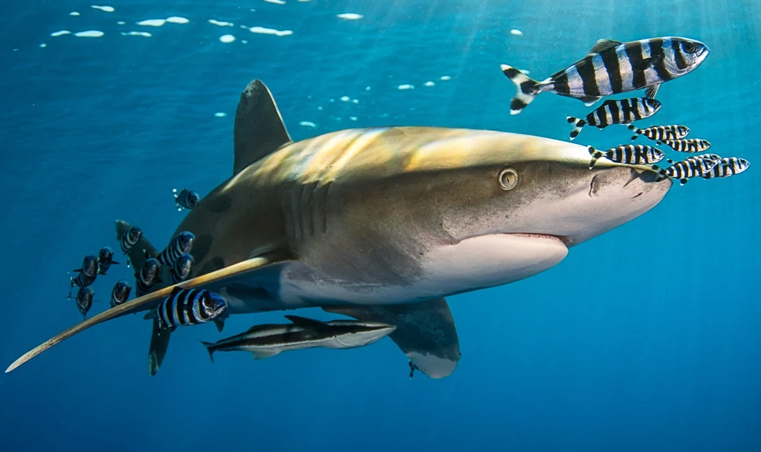 Scuba diving with sharks in Red Sea is an incredible experience, thanks to its clear waters, vibrant coral reefs, and diverse shark species